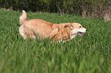 CORGI PEMBROKE 1321